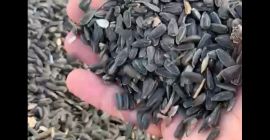 Mamy nasiona słonecznika z 46% + olej - WhatsApp