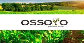 Firma handlowa &quot;Ossoyo&quot; sprzedaje pszenicę, słonecznik, jęczmień, rzepak i
