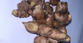 wild ginger natural, organic WILD GINGER obtained from cultivation
