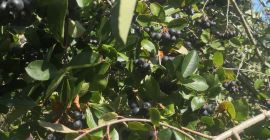 Aronia nie jest niczym nawożona i pryskana. Rośnie naturalnie