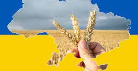 Zbiór pszenicy 2022 III klasa z atestem Do młynów,