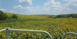 Firma organiczna z regionu Timis w Rumunii, posiadająca certyfikat