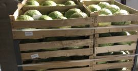 Oferujemy kapustę białą pakowaną w kartony 900 kg. 24