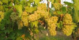 Winogrona na wino riesling, obszar winny DRAGASANI, hrabstwo Valcea