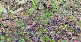 Aronia dostarczana jest świeża. Zbierane są tuż przed dostarczeniem