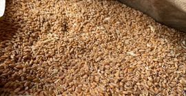 Sprzedam pszenicę najwyższej jakości 100% naturalną Produkcja własna. Więcej