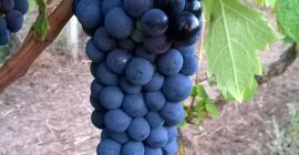 Sprzedam winogrona primitivo i sangiovese, okolice Gioia del Colle,