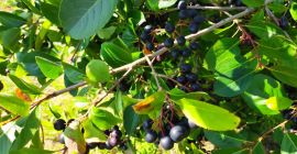 Sprzedam aronie około 60ton