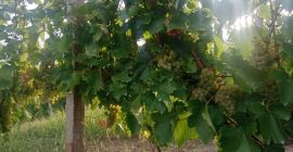 Sprzedają winogrona na wino, królewską feteasca, z obszaru słynącego