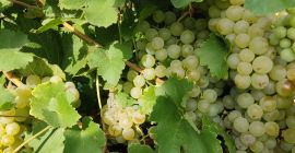 Sprzedam winogrona winiarskie odmiany Feteasca regala i alba.