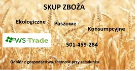 Kupię kukurydze, łubin, owies, groch i inne zboża. Ekologiczne,