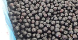 E-czyszczenie dzikich jagód (jagoda leśna) HACCP Są też borówki