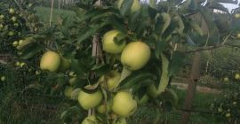 Sprzedam gala schniga ok 150 t Golden delicious 100