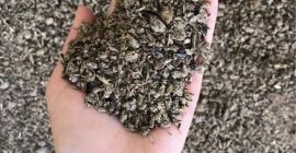 SROT SUNFLOWER pakowany: worki 40kg lub 1 do big