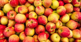 Sprzedajemy jabłka dla przemysłu ok. 500 ton Szczegóły pod