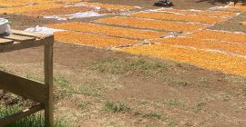 Transport 3500 kg tegorocznego żółtego suszu należy do kupującego,