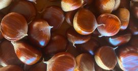 Jesteśmy jednym z największych producentów jadalnych kasztanów w regionie