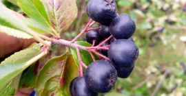 Aronia Ekologiczna z certyfikatem