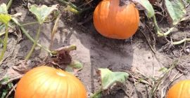 Sprzedam dynie typu Halloween. Odmiany Gomez, Spitfire, Racer premium,
