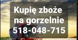 Skup zboża każdej jakości zanieczyszczone wilgotne niepełnowartościowe porażone z