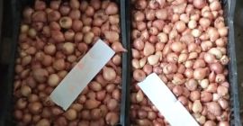 Cebula naturalnie uprawiana nienawadniana bardzo słodka
