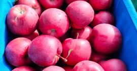 Sprzedam Gale Schnicored.