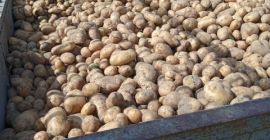 vinieta i irga pakowane po 15 i 50 kilo