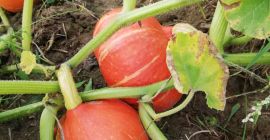 Sprzedam dynie hokkaido duża ilość ładnie wybarwiona naszykuje pod