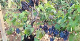 Sprzedam luzem winogrona na wino czarne jagodowe, odmiany NEGROAMARO