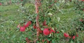 Dzień Dobry sprzedam jabłko SZAMPION , Rwanda Ekologiczne.