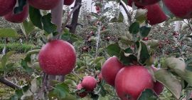Sprzedam jabłka red jonaprince Jabłka czyste bez gradu robaka