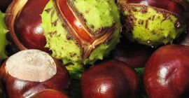 Sprzedam ekologicznie czyste kasztany (Aesculus hyppocastanum). Po więcej informacji