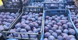 Przycinanie prezydenta jakość 1