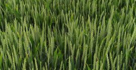 Bardzo wysokie i stabilne plonowanie na obu poziomach agrotechniki