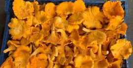 Interesują nas świeże/suszone/mrożone kurki Whatsapp: +37258519777 E-mail: kristjan@forber.ee