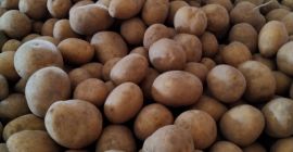 sprzedam duże ilości ziemniaków różne odmiany: gala, lilia, colomba,