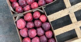 Apple wszystkie odmiany: red delicious, grenny smith, mutsu, idared,