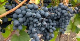 Do sprzedania winogrona stołowe własnej produkcji, odmiana Mołdawia. Najwyższej