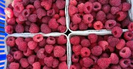 Sprzedam maliny z własnej plantacji ekologiczne słodkie zbiór na