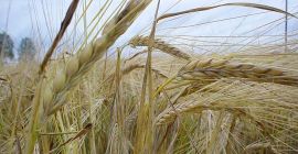 Żyto jest doskonałym źródłem błonnika pokarmowego. Regularne spożywanie pokarmów