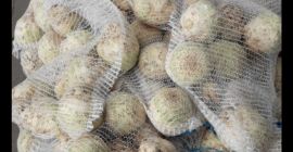 Sprzedaż selera brudnego lub mytego prosto od rolnika. Seler