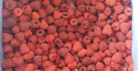 Malina mrożona pakowana w kartony 8-10 kg Klasa I