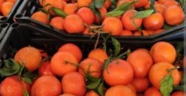Sprzedam mandarynke clementyna prosto z Hiszpanii woskowana k3-5 pakowana