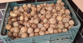 Orzechy świeże tegoroczne