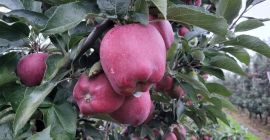 Sprzedam Red Chief w dowolne opakowanie