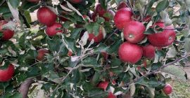 Sprzedam jablka red jonaprinc okolo 70t Posiadamy tez inne
