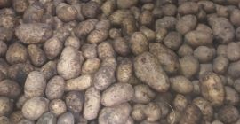 Witam sprzedam ziemniaki odmiany Madeleine/vineta (żółte) Irga/catania (białe) ręcznie