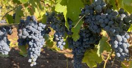 Sprzedaję winogrona Aglianico. Uprawa metodą tradycyjną i certyfikowane rolnictwo