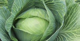 Kapusta szatkowana - Prosto z uprawy od producenta na