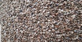 Sprzedam 8000 kg nasion gryki z tegorocznego zbioru, Materiał